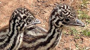 Emu Chick